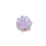 Camelia Button